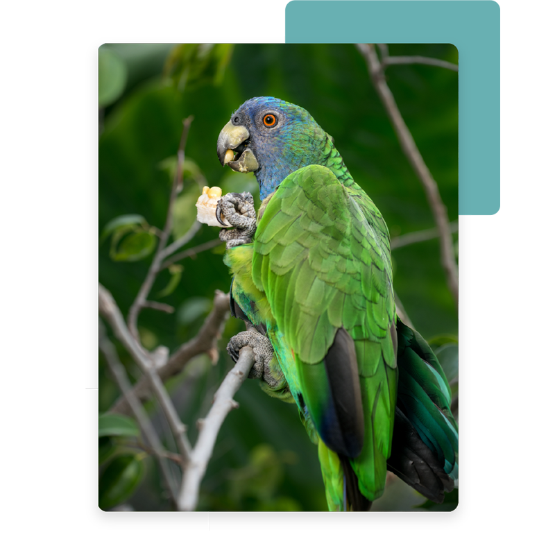 多米尼克選擇原因